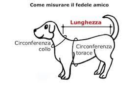 Capsule Coollection Bull Azzurra