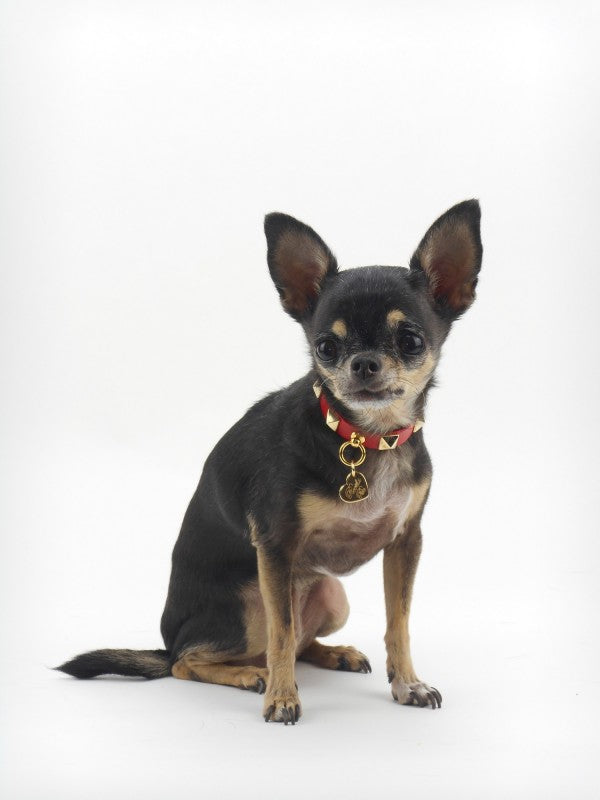 STUD COLLAR RED ECOLEATHER/GOLD