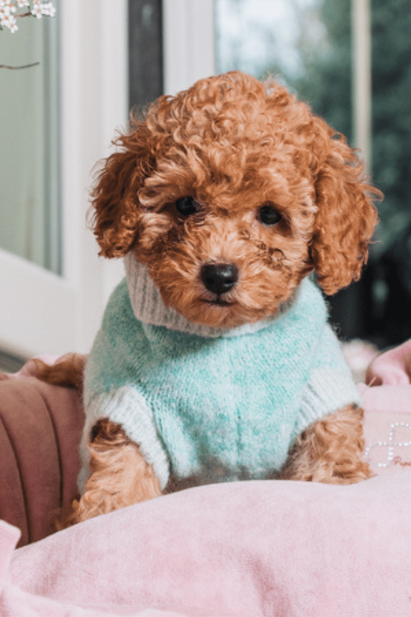 Maglioncino Sfumato Verde